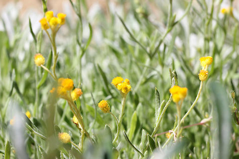 Common Everlasting