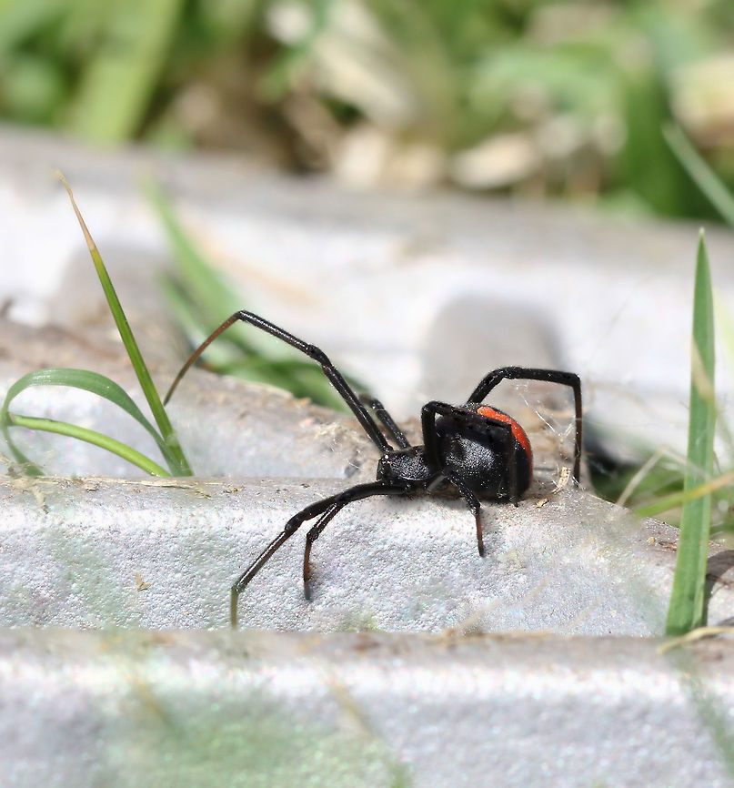Redback ready for summer First visit to see the Redbacks, they have over-wintered successfully and appear very healthy. There were a good number of females in various stages of maturity.<br />
<br />
There are several areas around my property that the Redbacks seem to enjoy - one of which is this decommissioned drain with metal cover. <br />
<br />
I flipped it open and took a couple of quick observations and shots before replacing quickly and leaving them in peace. <br />
<br />
How beautiful in the sunshine! <br />
<br />
Female 10 mm body length Australia,Geotagged,Latrodectus hasseltii,Macro,Redback spider,Spring,Theridiidae,arachnid,arthropod,fauna,invertebrate,new south wales