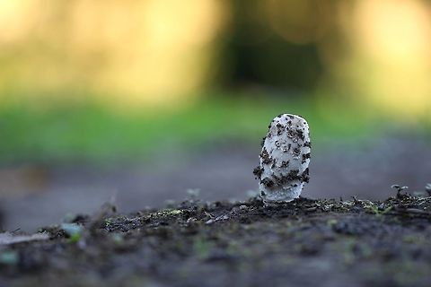 Early stage shaggy ink cap mushroom The height of cap emerging here was 35 mm Agaricaceae,Agaricales,Coprinus Comatus,Coprinus comatus,Fall,Fungi,Geotagged,Macro,Shaggy Ink Cap,Shaggy ink cap,United States,mushroom,pennsylvania