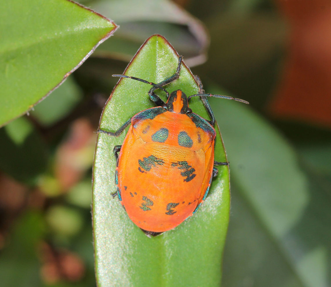Hibiscus harlequin bug With their beautifully warm and vibrant colours, these insects are commonly known as Hibiscus Harlequin bugs or Cotton Harlequin bugs as they feed on plants within family Malvaceae as well as cultivated cotton.<br />
<br />
Adult females are mostly orange with shiny turquoise patches and males are shiny blue and red.<br />
<br />
Female 20 mm length Australia,Cotton Harlequin bug,Geotagged,Hibiscus Harlequin Bug,Macro,Scutelleridae,Tectocoris diophthalmus,True bug,arthropod,hemiptera,insect,invertebrate,jewel bug,metallic shield bug,new south wales,spring