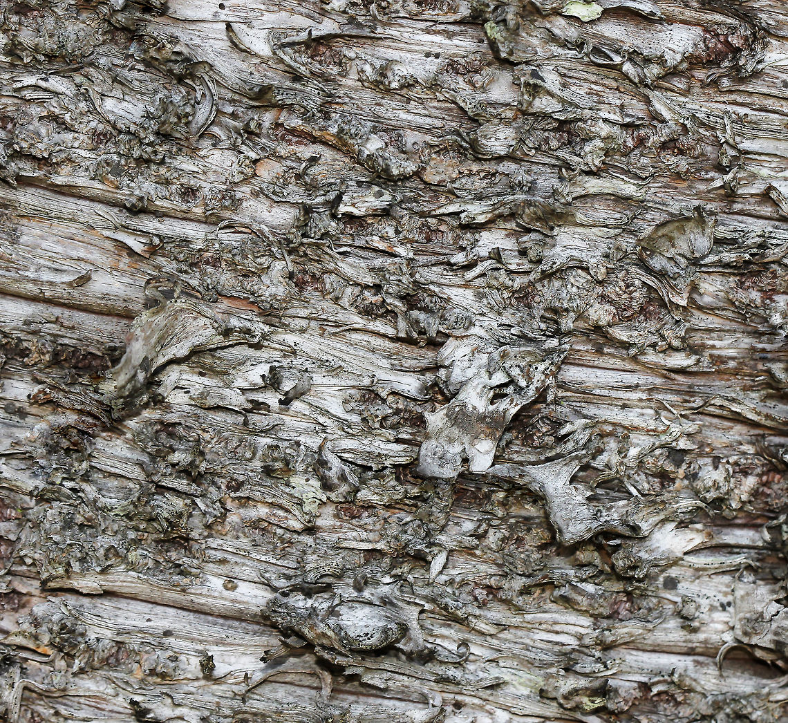 Norfolk Island Pine bark detail Large trees, up to 70 m I believe. Endemic to Norfolk Island, a small island 1500 km east of Australia - seen widely here on the mainland.<br />
<br />
Foliage:<br />
<figure class="photo"><a href="https://www.jungledragon.com/image/81656/norfolk_island_pine.html" title="Norfolk Island Pine"><img src="https://s3.amazonaws.com/media.jungledragon.com/images/3314/81656_thumb.jpg?AWSAccessKeyId=05GMT0V3GWVNE7GGM1R2&Expires=1763596810&Signature=%2FsvYa3q1OyX%2FDltWD%2BoAy6rlc9A%3D" width="200" height="144" alt="Norfolk Island Pine Large trees, up to 70 m I believe. Endemic to Norfolk Island, a small island 1500 km east of Australia - seen widely here on the mainland. <br />
<br />
<br />
Bark detail:<br />
https://www.jungledragon.com/image/85038/norfolk_island_pine_bark_detail.html<br />
<br />
https://www.jungledragon.com/image/109688/norfolk_island_pine_cone.html Araucaria heterophylla,Araucariaceae,Australia,Flora,Geotagged,Norfolk Island Pine,Pinales,Summer,Tree,botany,conifer,new south wales" /></a></figure><br />
<br />
<figure class="photo"><a href="https://www.jungledragon.com/image/109688/norfolk_island_pine_cone.html" title="Norfolk Island pine cone"><img src="https://s3.amazonaws.com/media.jungledragon.com/images/3314/109688_thumb.jpg?AWSAccessKeyId=05GMT0V3GWVNE7GGM1R2&Expires=1763596810&Signature=DLgpWzG0LPoB%2BvB4Fecd9seacA4%3D" width="200" height="190" alt="Norfolk Island pine cone Fallen from the tree (on to a groundcover grevillea). <br />
<br />
7 cm length<br />
<br />
https://www.jungledragon.com/image/81656/norfolk_island_pine.html<br />
<br />
https://www.jungledragon.com/image/85038/norfolk_island_pine_bark_detail.html Araucaria heterophylla,Araucariaceae,Australia,Flora,Geotagged,Macro,Norfolk Island Pine,Norfolk Island pine,Pinales,Summer,botany,new south wales" /></a></figure> Araucaria heterophylla,Araucariaceae,Australia,Geotagged,Norfolk Island Pine,Norfolk Island pine,Pinales,Tree,Winter,botany,new south wales,plant,tree bark