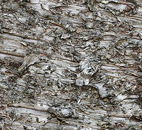 Norfolk Island Pine bark detail Large trees, up to 70 m I believe. Endemic to Norfolk Island, a small island 1500 km east of Australia - seen widely here on the mainland.<br />
<br />
Foliage:<br />
https://www.jungledragon.com/image/81656/norfolk_island_pine.html<br />
<br />
https://www.jungledragon.com/image/109688/norfolk_island_pine_cone.html Araucaria heterophylla,Araucariaceae,Australia,Geotagged,Norfolk Island Pine,Norfolk Island pine,Pinales,Tree,Winter,botany,new south wales,plant,tree bark
