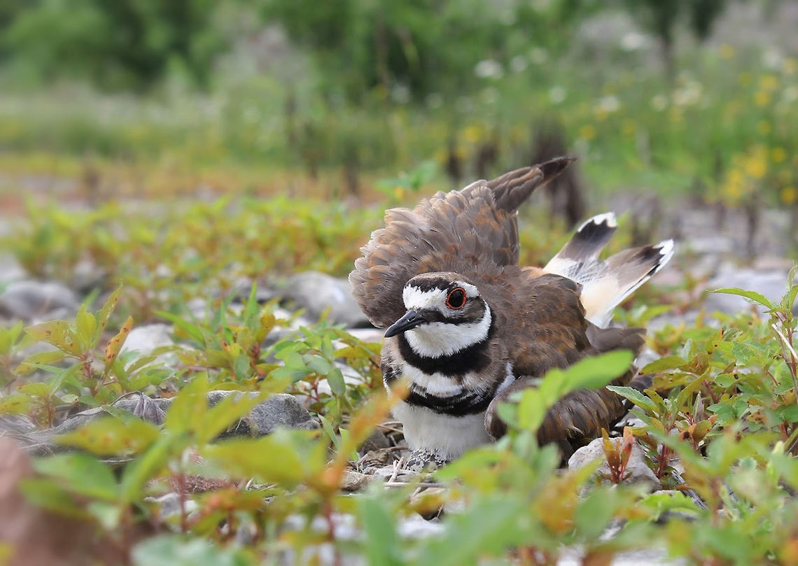 Killdeer begins diversionary display A mother killdeer exhibiting paratrepsis, a  form of distraction and diversionary behaviour. <br />
<br />
She raises her wing, then walks away from the nest dragging it to her side as if injured, in the hopes the potential predator (me!), will follow her as an easy meal instead of taking the eggs/chicks. Then if needed, she takes off in to the air for a safe escape. <br />
<br />
One of her little eggs can be seen poking out from beneath her chest. <br />
<br />
<figure class="photo"><a href="https://www.jungledragon.com/image/105793/killdeer.html" title="Killdeer"><img src="https://s3.amazonaws.com/media.jungledragon.com/images/3314/105793_thumb.jpg?AWSAccessKeyId=05GMT0V3GWVNE7GGM1R2&Expires=1759968010&Signature=dQeOhYmm7nn8DRfD0UCCrhl5THc%3D" width="200" height="156" alt="Killdeer 25 cm length<br />
<br />
https://www.jungledragon.com/image/85079/killdeer_begins_diversionary_display.html Aves,Charadriidae,Charadriiformes,Charadrius vociferus,Fall,Geotagged,Killdeer,United States,bird,pennsylvania,vertebrate" /></a></figure> Charadriidae,Charadriiformes,Charadrius vociferus,Geotagged,Killdeer,Paratrepsis,Summer,United States,Vertebrate,bird,fauna,pennsylvania