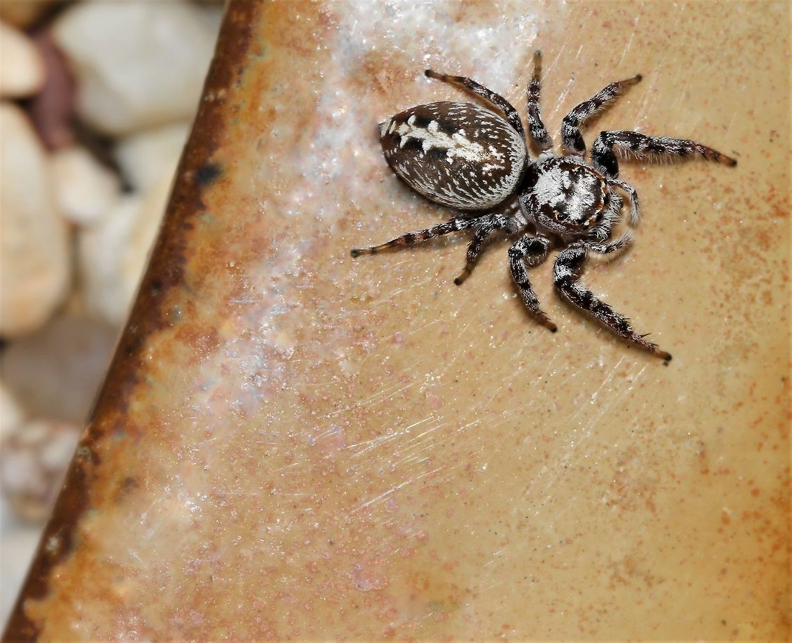 Investigating the flower pot Opisthoncus quadratarius jumping spider came down from her bottle brush plant to take a walk around the rim of the pot. It was like her own little circular, private footpath. <br />
<br />
Female 10 mm length Araneae,Australia,Geotagged,Macro,Opisthoncus quadratarius,Salticidae,Spring,arachnid,arthropod,fauna,invertebrate,new south wales