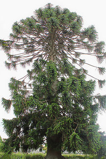 Bunya pine A native to this country, Araucaria bidwillii is confined to Queensland, where it occurs mainly between Nambour and Gympie and west to the Bunya Mountains.

This specimen was seen at Hamilton Gardens in New Zealand. 

A tall tree growing 30-45 metres in height, with a straight, rough-barked trunk, and a very distinctive symmetrical, dome-shaped crown.

 Araucaria bidwillii,Araucariaceae,Bunya pine,Fall,Flora,Geotagged,New Zealand,Pinales,Tree,autumn,botany