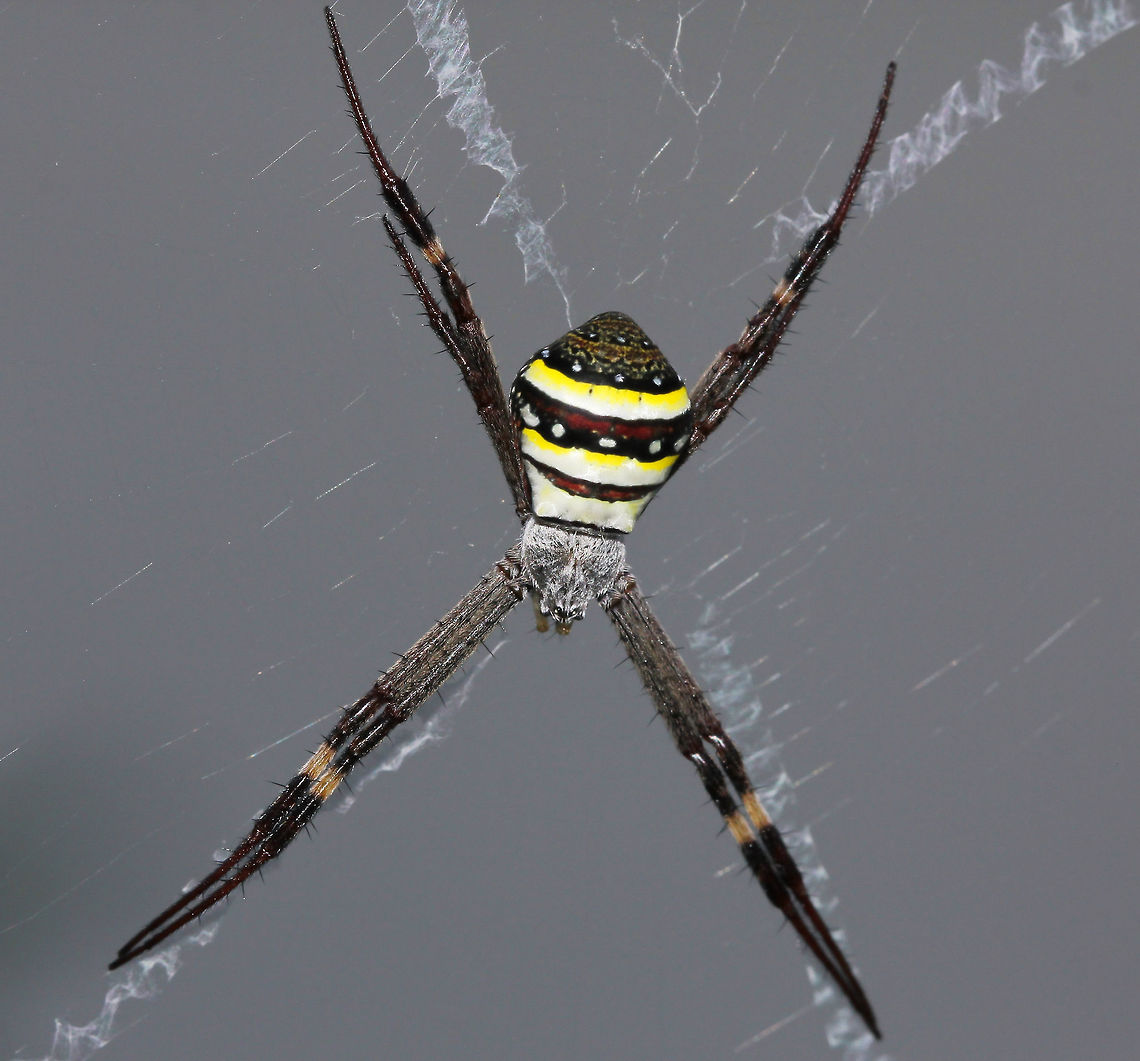 Argiope keyserlingi A most beautiful species in the Argiope genus that can be found here in Australia. <br />
<br />
Female 15 mm body length Araneae,Araneidae,Argiope keyserlingi,Australia,Fall,Geotagged,Spider,St Andrews Cross Spider,St Andrews Cross spider,arachnid,arthropod,autumn,fauna,invertebrate,new south wales