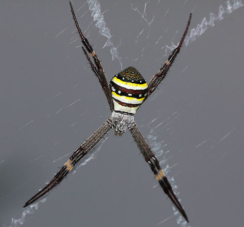 Argiope keyserlingi A most beautiful species in the Argiope genus that can be found here in Australia. 

Female 15 mm body length Araneae,Araneidae,Argiope keyserlingi,Australia,Fall,Geotagged,Spider,St Andrews Cross Spider,St Andrews Cross spider,arachnid,arthropod,autumn,fauna,invertebrate,new south wales