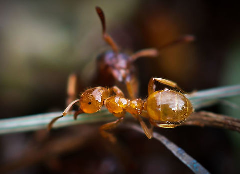 Lasius sp. ant This nest seen in rocky, open habitat. A generalist predator that also tends root aphids and feeds on their honeydew.

4 mm length Acanthomyops,Citronella ant,Fall,Formicidae,Formicinae,Geotagged,Hymenoptera,Lasiini,Lasius,Macro,North America.,United States,ant,arthropod,insect,invertebrate,pennsylvania