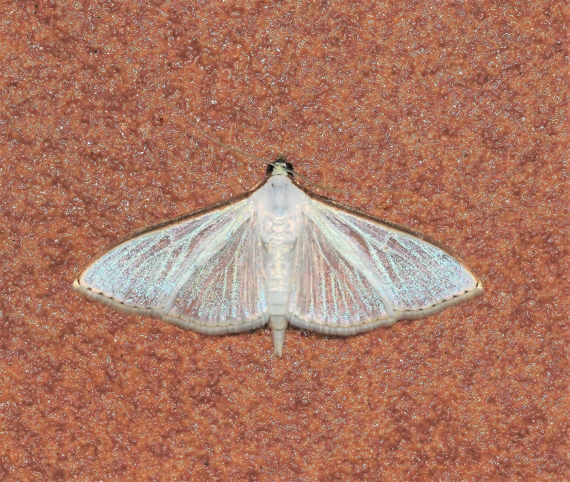 Palpita sp. moth A member of the pearl moth subfamily Spilomelinae.<br />
<br />
Wingspan 50 mm Australia,Crambidae,Geotagged,Lepidoptera,Macro,Margaroniini,Moth,Palpita,Pearl moth,Spilomelinae,arthropod,insect,invertebrate,new south wales,spring