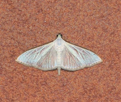 Palpita sp. moth A member of the pearl moth subfamily Spilomelinae.

Wingspan 50 mm Australia,Crambidae,Geotagged,Lepidoptera,Macro,Margaroniini,Moth,Palpita,Pearl moth,Spilomelinae,arthropod,insect,invertebrate,new south wales,spring