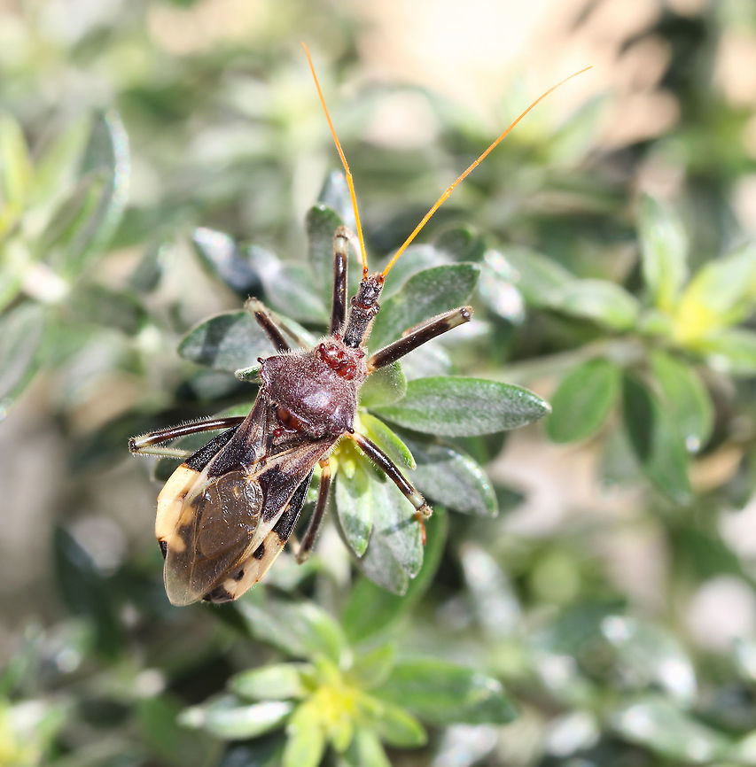 Australian Assassin bug Known commonly as Bee-killer assassin bug as they seem to favour hunting of honey bees. <br />
<br />
25 mm in length<br />
<br />
<figure class="photo"><a href="https://www.jungledragon.com/image/68354/australian_assassin_bug.html" title="Australian Assassin bug"><img src="https://s3.amazonaws.com/media.jungledragon.com/images/3314/68354_thumb.jpg?AWSAccessKeyId=05GMT0V3GWVNE7GGM1R2&Expires=1759968010&Signature=bGEnjZJ7MQeCSd9K2j3xWkpwYi0%3D" width="200" height="166" alt="Australian Assassin bug The formidable spiky mouth part (rostrum) with which it impales prey, can clearly be seen. <br />
<br />
Known commonly as Bee-killers. <br />
<br />
25 mm in length<br />
<br />
https://www.jungledragon.com/image/85319/bee-killer_assassin_bug.html<br />
<br />
https://www.jungledragon.com/image/77060/pristhesancus_plagipennis_nymph.html Australia,Australian assassin bug,Geotagged,Macro,Pristhesancus plagipennis,Reduviidae,Spring,arthropod,assassin bug,fauna,hemiptera,insect,invertebrate,true bug" /></a></figure><br />
<br />
<figure class="photo"><a href="https://www.jungledragon.com/image/77060/pristhesancus_plagipennis_nymph.html" title="Pristhesancus plagipennis nymph"><img src="https://s3.amazonaws.com/media.jungledragon.com/images/3314/77060_thumb.jpg?AWSAccessKeyId=05GMT0V3GWVNE7GGM1R2&Expires=1759968010&Signature=Z6VhnVnjGOo8SZ7Mg4eJ%2FDY5O4A%3D" width="200" height="176" alt="Pristhesancus plagipennis nymph 5th Instar nymph, 7 mm length. <br />
<br />
https://www.jungledragon.com/image/85319/bee-killer_assassin_bug.html<br />
<br />
https://www.jungledragon.com/image/68354/australian_assassin_bug.html<br />
<br />
 Australia,Australian assassin bug,Geotagged,Hemiptera,Hexapoda,Macro,Pristhesancus plagipennis,Reduviidae,Summer,arthropod,assassin bug,insect,invertebrate,new south wales,nymph" /></a></figure> Australia,Australian Assassin bug,Australian assassin bug,Bee-killer assassin bug,Geotagged,Macro,Pristhesancus plagipennis,Reduviidae,arthropod,assassin bug,fauna,hemiptera,insect,invertebrate,new south wales,spring