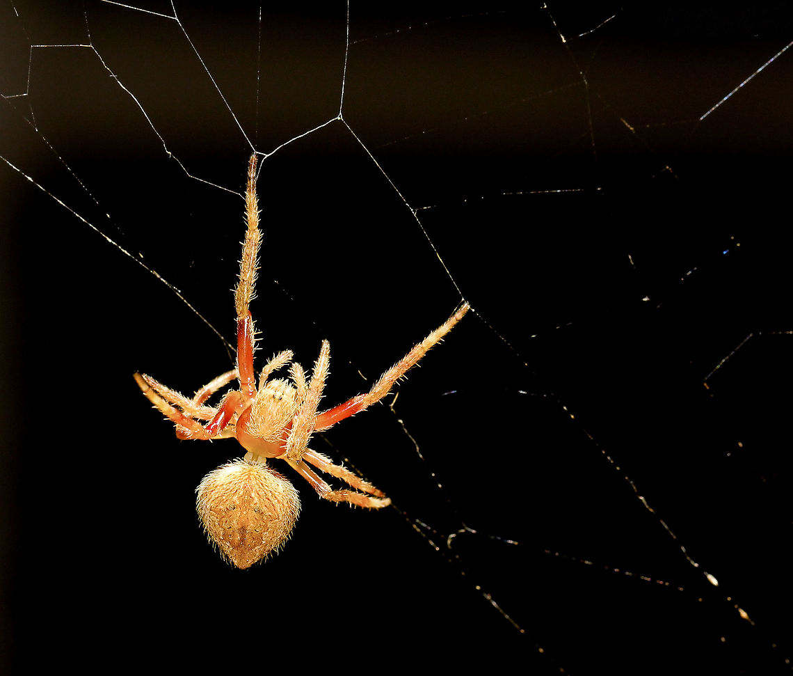 Spin and swirl Spiders are architectural masters of entrapment. It is an honour to try and capture the beauty of their proficiency and art. <br />
<br />
Eriophora transmarina caught in the throws of dance. <br />
<br />
5 mm body length. Araneae,Araneidae,Australia,Australian garden orb weaver spider,Eriophora transmarina,Geotagged,Macro,arachnid,arthropod,fauna,invertebrate,new south wales,summer