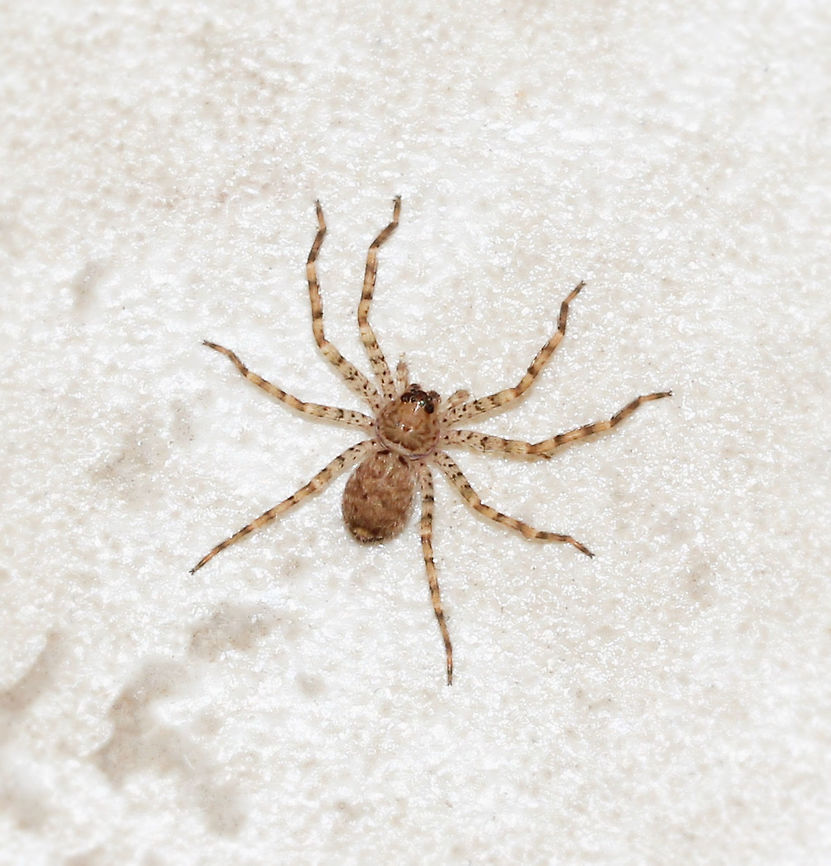 Springtime huntsman spider baby Now spring has arrived and weather is warmer, juvenile Huntsman spiders are making an appearance.<br />
<br />
4 mm body length Araneae,Australia,Geotagged,Heteropoda jugulans,Macro,Sparassidae,Spider,Spring,arachnid,arthropod,huntsman,invertebrate,new south wales