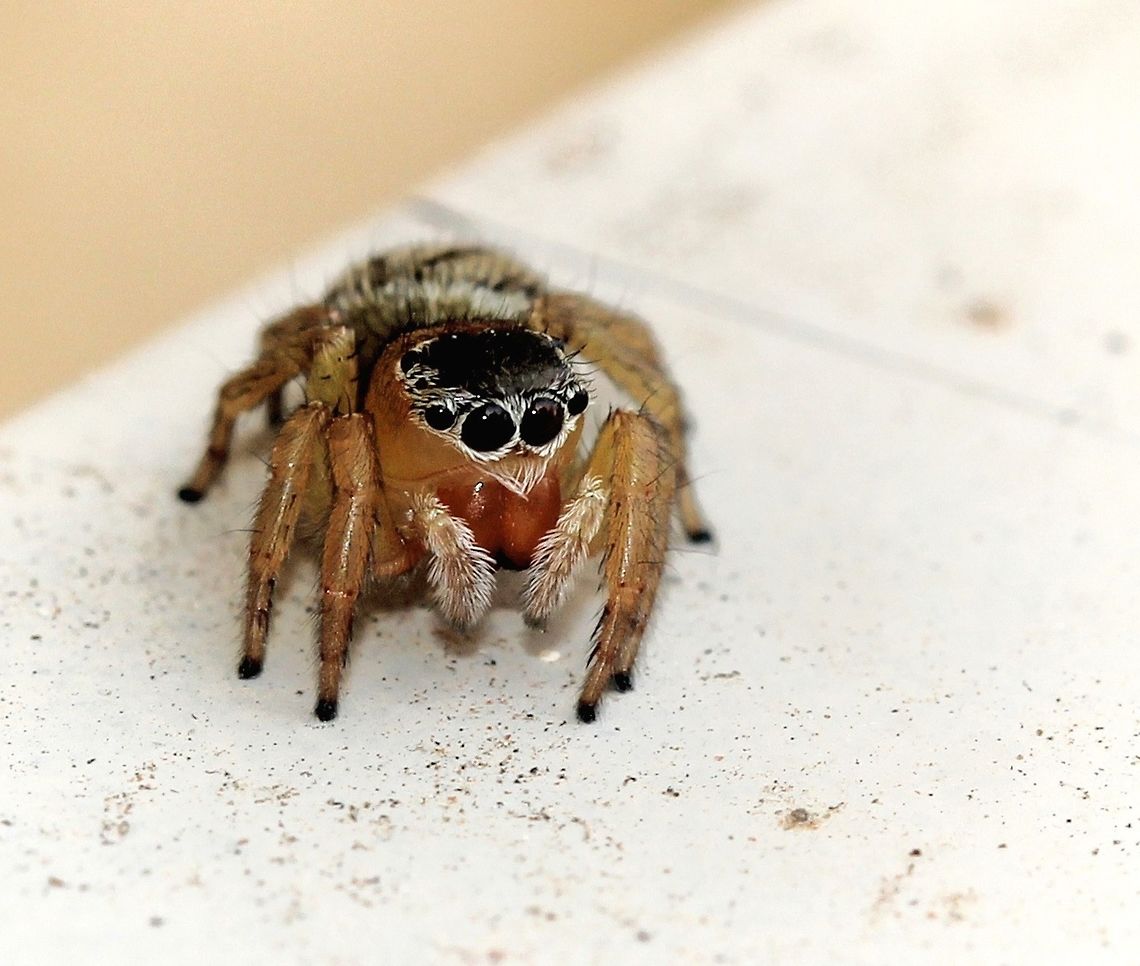 Happy International Jumping spider day! Hypoblemum scutulatum<br />
<br />
Female 7 mm body length Araneae,Australia,Geotagged,Hypoblemum scutulatum,Jumping Spider,Macro,Salticidae,Spider,Spring,White-banded House Jumping Spider,arachnid,arthropod,fauna,invertebrate,new south wales