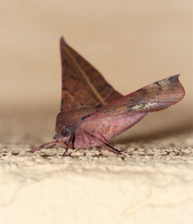Oenochroma vinaria lateral The Pink-bellied moth in family Geometridae resembles a dry gum leaf. Also known commonly as Grevillea moth and Hakea moth. <br />
<br />
Larvae feed on Grevillea, Hakea and Banksia.<br />
<br />
50 mm wingspan. <br />
<br />
<figure class="photo"><a href="https://www.jungledragon.com/image/83407/oenochroma_vinaria_dorsal.html" title="Oenochroma vinaria dorsal"><img src="https://s3.amazonaws.com/media.jungledragon.com/images/3314/83407_thumb.jpg?AWSAccessKeyId=05GMT0V3GWVNE7GGM1R2&Expires=1769040010&Signature=yjZhx46nQXdhBpIPYlVii0q3eS0%3D" width="200" height="178" alt="Oenochroma vinaria dorsal The pink-bellied moth/Grevillea moth/Hakea moth in family Geometridae resembles a dry gum leaf. <br />
<br />
Larvae feed on Grevillea, Hakea and Banksia.<br />
<br />
https://www.jungledragon.com/image/77319/grevillea_looper_larva.html<br />
<br />
50 mm wingspan. <br />
<br />
https://www.jungledragon.com/image/85554/pink-bellied_moth.html Australia,Geotagged,Grevillea Looper,Grevillea moth,Hakea moth,Lepidoptera,Macro,Moth,Oenochroma vinaria,Oenochrominae,Pink-bellied moth,Winter,arthropod,geometridae,insect,invertebrate,new south wales" /></a></figure><br />
<br />
<figure class="photo"><a href="https://www.jungledragon.com/image/77319/oenochroma_vinaria_moth_larva.html" title="Oenochroma vinaria moth larva"><img src="https://s3.amazonaws.com/media.jungledragon.com/images/3314/77319_thumb.jpg?AWSAccessKeyId=05GMT0V3GWVNE7GGM1R2&Expires=1769040010&Signature=JMu6w1lyqe%2BFmHwWU%2F5qlcZMqtA%3D" width="152" height="152" alt="Oenochroma vinaria moth larva Currently making a meal of my Grevillea &#039;Lana Maree&#039;. <br />
Shown here is the defensive posture. When disturbed, the caterpillar curls the head under the body exposing the horns and markings on the thorax. <br />
These moth larvae will be feeding on various members of the plant family Proteacae including Grevillea, Hakea and Banksia.<br />
<br />
30 mm length<br />
<br />
https://www.jungledragon.com/image/83407/oenochroma_vinaria.html<br />
<br />
https://www.jungledragon.com/image/85554/pink-bellied_moth.html Australia,Caterpillar,Fall,Geotagged,Grevillea Looper,Grevillea moth,Hakea Wine moth,Hakea moth,Lepidoptera,Macro,Oenochroma vinaria,Oenochrominae,Pink-bellied moth,autumn,geometridae,insect,invertebrate,moth larva,new south wales" /></a></figure> Australia,Geotagged,Lepidoptera,Macro,Moth,Oenochroma vinaria,Pink-bellied moth,Wint,arthropod,geometridae,insect,invertebrate,new south wales