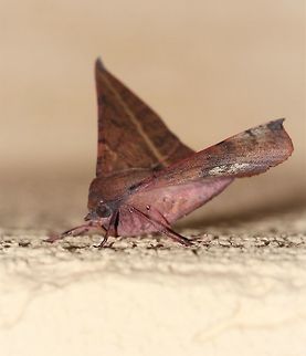 Oenochroma vinaria lateral The Pink-bellied moth in family Geometridae resembles a dry gum leaf. Also known commonly as Grevillea moth and Hakea moth. 

Larvae feed on Grevillea, Hakea and Banksia.

50 mm wingspan. 

https://www.jungledragon.com/image/83407/oenochroma_vinaria.html

https://www.jungledragon.com/image/77319/grevillea_looper_larva.html Australia,Geotagged,Lepidoptera,Macro,Moth,Oenochroma vinaria,Pink-bellied moth,Wint,arthropod,geometridae,insect,invertebrate,new south wales