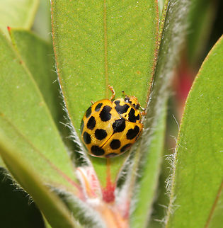 Harmonia conformis Native to this country, a large ladybird at 7 mm length. Australia,Coccinellidae,Coleoptera,Fauna,Geotagged,Harmonia conformis,Harmonica conformis,Ladybird,Macro,Spring,arthropod,insect,invertebrate,new south wales