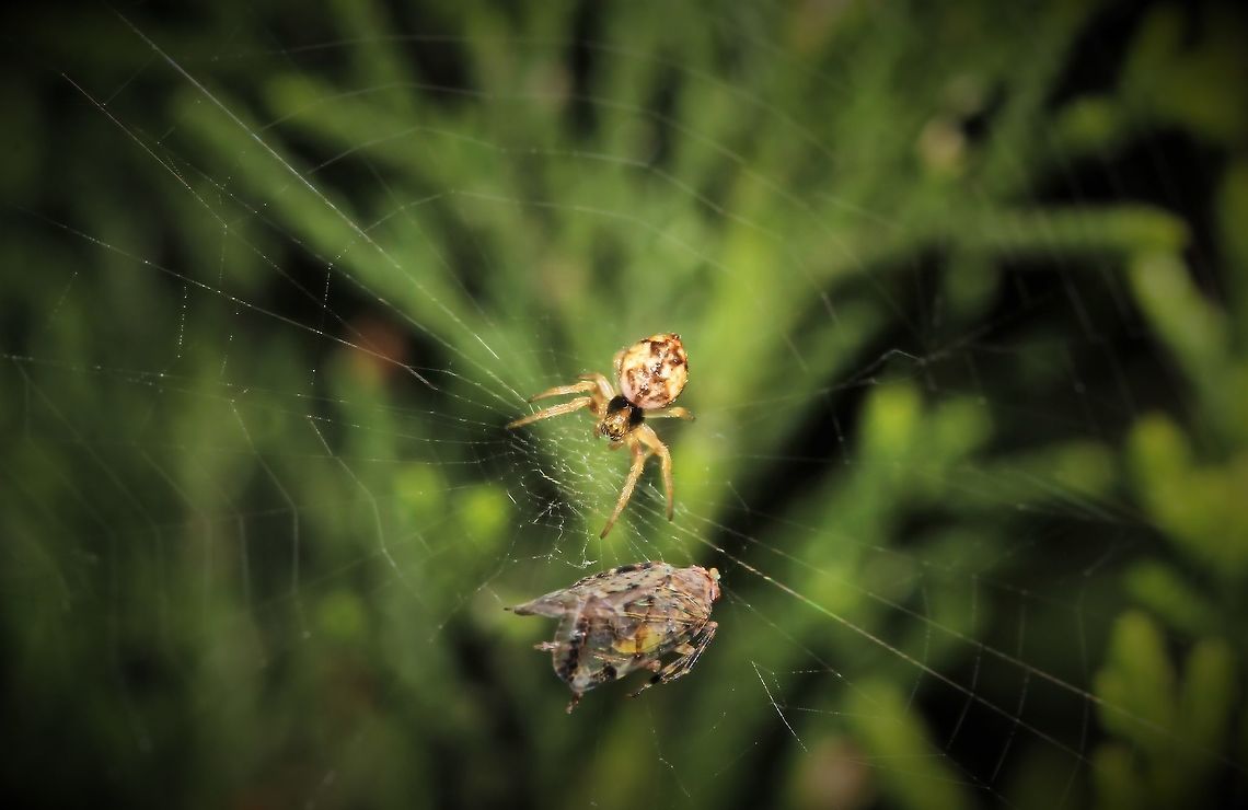 Eight tiny eyes on the prize An extremely tiny Salsa brisbanae with its recent web capture. <br />
<br />
This one was particularly small, a few mm body length.<br />
<br />
NB: previous genus of Araneus is now an inactive taxon. Araneae,Araneidae,Australia,Brisbane Orb Weaver,Fauna,Geotagged,Hunter,Macro,Salsa brisbanae,Spider,Spring,arachnid,arthropod,invertebrate,new south wales