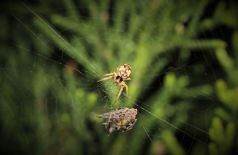 Eight tiny eyes on the prize An extremely tiny Salsa brisbanae with its recent web capture. 

This one was particularly small, a few mm body length.

NB: previous genus of Araneus is now an inactive taxon. Araneae,Araneidae,Australia,Brisbane Orb Weaver,Fauna,Geotagged,Hunter,Macro,Salsa brisbanae,Spider,Spring,arachnid,arthropod,invertebrate,new south wales