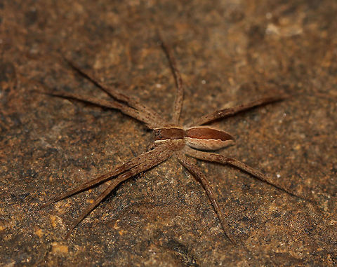 Dolomedes striatus 4 cm body length Araneae,Dolomedes striatus,Fall,Fauna,Geotagged,Macro,Nursery web spider,Pisauridae,Spider,United States,arachnid,arthropod,autumn,invertebrate,pennsylvania