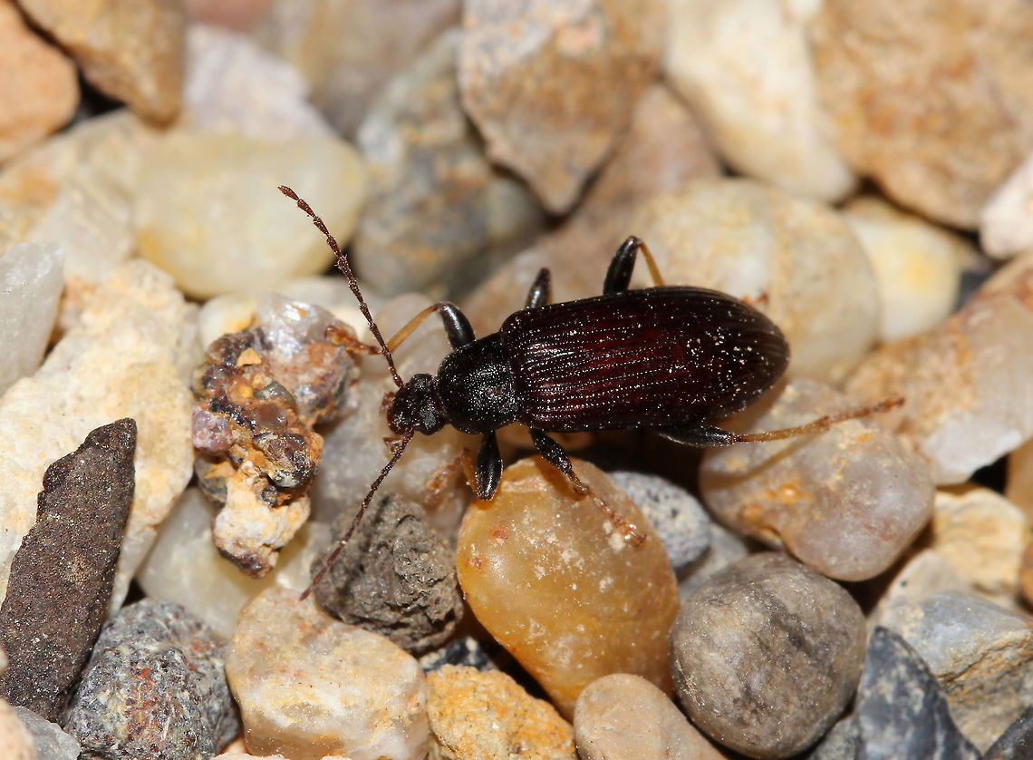 Comb-clawed darkling beetle 10 mm body length Alleculina,Alleculinae,Australia,Coleoptera,Fauna,Geotagged,Macro,Spring,Tenebrionidae,arthropod,beetle,comb-clawed darkling beetle,darkling beetle,insect,invertebrate,new south wales
