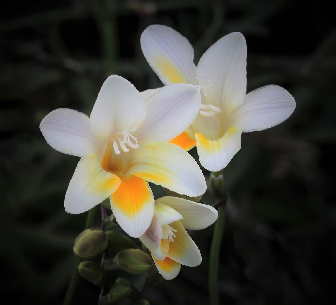 Freesia alba Native to South Africa, now widely naturalised here in eastern and also southern Australia.<br />
<br />
A small herbaceous plant growing 10 to 40 cm tall.<br />
<br />
Classified as a weed of grasslands, pastures, open woodlands, urban bushland, roadsides, gardens and lawns. This specimen seen on the edge of eucalyptus forest.  Asparagales,Australia,Flora,Freesia alba,Geotagged,Iridaceae,Winter,botany,flower,new south wales,plant