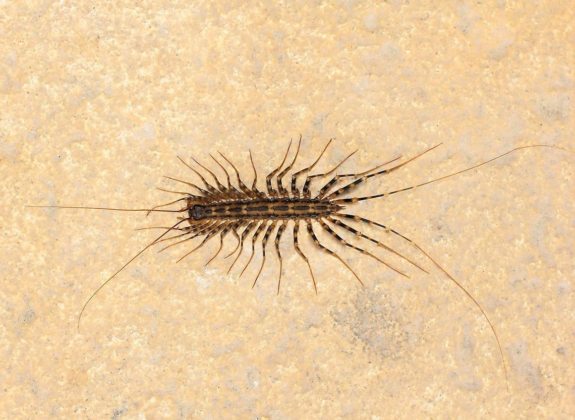 Allothereua maculata Centipede with 15 pairs of long legs. Of note are the impressive pair of antennae and also the even longer pair of caudal appendages at the tail end.<br />
<br />
25 mm body length Allothereua maculata,Australia,Centipede,Fauna,Geotagged,Macro,Scutigeridae,Scutigeromorpha,Spring,arthropod,invertebrate,new south wales