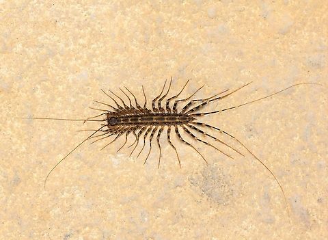 Australian House Centipede