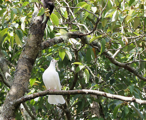 White Barbary dove The Barbary dove is the most commonly kept dove in captivity. This domesticated bird descends from the African Ringneck dove (Streptopelia roseogrisea). 

The wild coloured bird has brown and grey feathers on the back and wings with a rich rose colored head and breast and a black neck ring. There are now over 40 acknowledged colour mutations/combinations. 

30 cm length Columbidae,Columbiformes,Fall,Geotagged,New Zealand,Ringneck Dove,Streptopelia risoria,Turtle dove,Vertebrate,autumn,bird,fauna