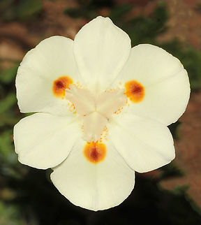 Dietes bicolor Native to South Africa.

A rhizomatous perennial plant with erect, narrow, sword shaped green leaves radiating from the base of the clump. Iris-like flowers of pale yellow with orange/brown/purple blotches are born at the end of tall, thin stalks.

Also known as Butterfly Iris, Peacock flower, African Iris and Fortnight Lily. 

Each flower 5 cm diameter. Plant grows 80cm high x 1m wide. African Iris,Asparagales,Australia,Butterfly Iris,Dietes bicolor,Flora,Fortnight Lily,Geotagged,Iridaceae,Macro,Peacock flower,Spring,botany,plant,yellow flower