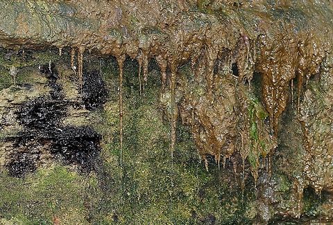 Tufa limestone Tufa is a highly porous, sedimentary rock (limestone), composed of calcium carbonate. It is formed by biological and chemical precipitation of calcite from a cold, supersaturated surface or ground waters. 

The metabolism of algae, bacteria and mosses is important for tufa formation due to consumption of CO2 (causing CaCO3 supersaturation). Tufa is mostly a brown colour due to impurities (mainly iron oxides). Fall,Geotagged,Moss,Rock,Tufa limestone,United States,algae,autumn,bacteria,limestone,pennsylvania,sedimentary rock