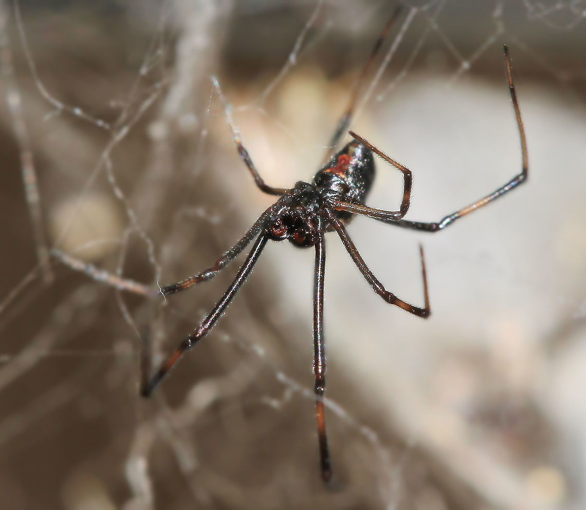 Male Redback spider ventral Marked sexual dimorphism in Latrodectus hasseltii with the male just 3 mm body length. He also carries the classic red &#039;hour glass&#039; mark on the ventral surface of his abdomen. The pedipalps can also be seen clearly here.  Araneae,Australia,Fall,Fauna,Geotagged,Latrodectus hasseltii,Macro,Redback spider,Spider,Theridiidae,arachnid,arthropod,autumn,invertebrate,new south wales
