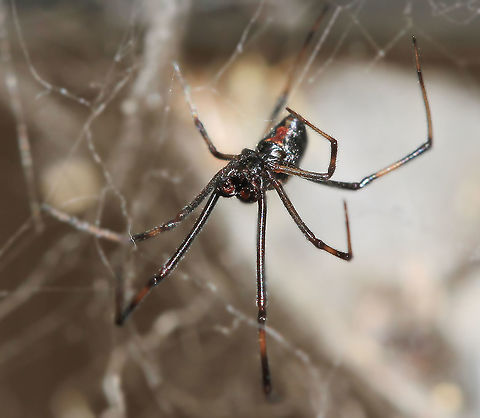 Male Redback spider ventral Marked sexual dimorphism in Latrodectus hasseltii with the male just 3 mm body length. He also carries the classic red 'hour glass' mark on the ventral surface of his abdomen. The pedipalps can also be seen clearly here.  Araneae,Australia,Fall,Fauna,Geotagged,Latrodectus hasseltii,Macro,Redback spider,Spider,Theridiidae,arachnid,arthropod,autumn,invertebrate,new south wales