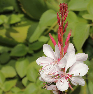Oenothera lindheimeri Native to southern Louisiana and Texas in North America. 

A perennial growing to 1m or more. The tall spikes of pink flowers are held high above the foliage on stiff stems. Fast growing and long flowering, massed flowers from spring to autumn. Enjoying the full sun and heat here in Australia.  Australia,Butterfly Bush,Flora,Gaura lindheimeri,Geotagged,Lindheimer's beeblossom,Lindheimer's clockweed,Macro,Myrtales,Oenothera lindheimeri,Onagraceae,Perennial,botany,plant,spring