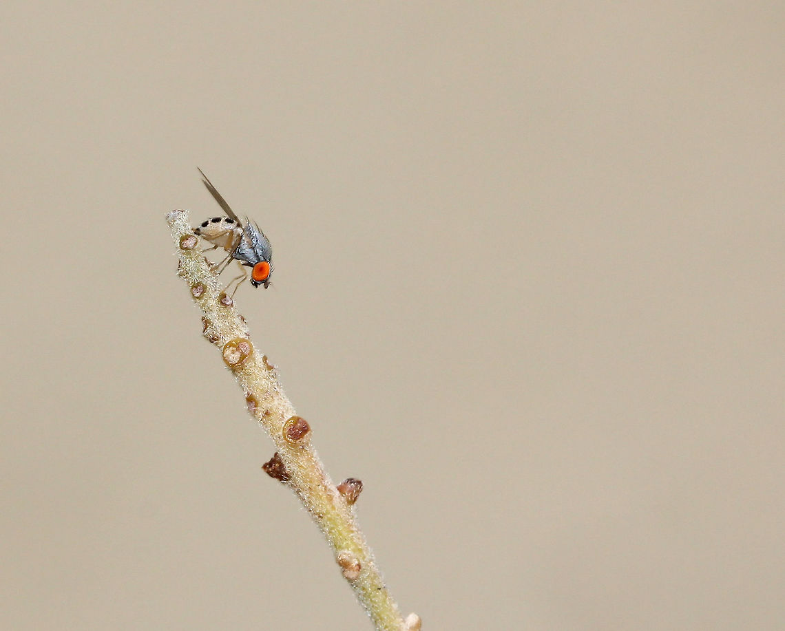 Drosophilid fly (As yet) unidentified tiny fly, genus Drosophila. I really like the colouration and markings on this little character. <br />
<br />
In repose on grevillea.<br />
<br />
4 mm length Australia,Diptera,Drosophilidae,Fly,Geotagged,Macro,arthropod,fauna,insect,invertebrate,new south wales,spring