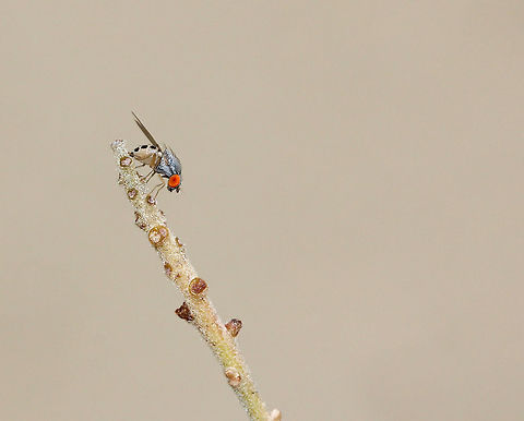 Drosophilid fly (As yet) unidentified tiny fly, genus Drosophila. I really like the colouration and markings on this little character. 

In repose on grevillea.

4 mm length Australia,Diptera,Drosophilidae,Fly,Geotagged,Macro,arthropod,fauna,insect,invertebrate,new south wales,spring