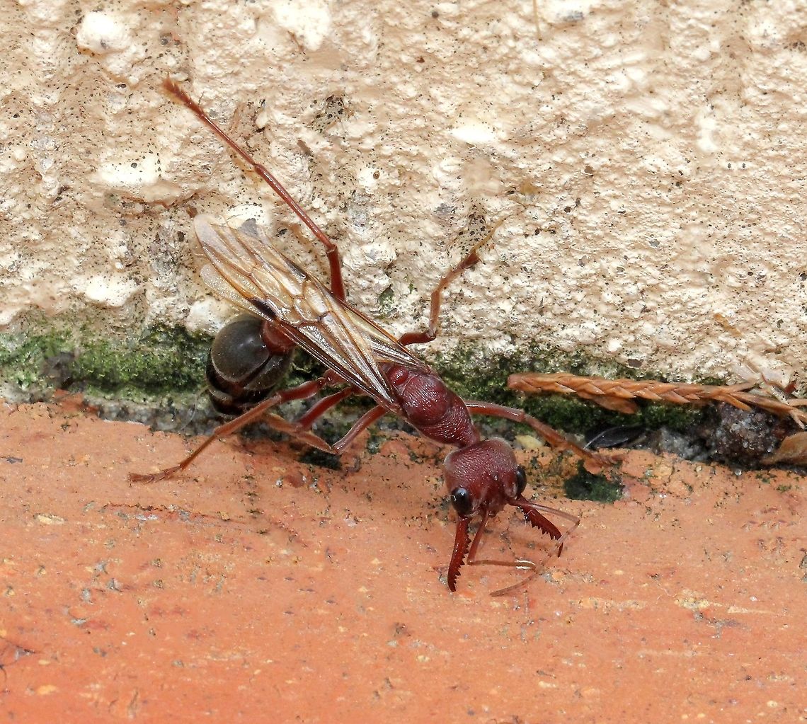 Myrmecia queen death throes Queen winged bull ant in her death throes after nuptial flight and mating frenzy. She did indeed die, I stayed to observe - and I&#039;m wondering why. <br />
<br />
These are very large and formidable ants native to eastern Australia. Well known for their long, powerful serrated mandibles, keen eyesight, highly defensive behaviour and powerful, venom loaded sting. <br />
<br />
4 cm length Australia,Formicidae,Geotagged,Hymenoptera,Macro,Myrmecia brevinoda,Summer,ant,arthropod,bull ant,fauna,insect,invertebrate,new south wales