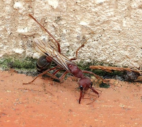 Myrmecia queen death throes Queen winged bull ant in her death throes after nuptial flight and mating frenzy. She did indeed die, I stayed to observe - and I'm wondering why. 

These are very large and formidable ants native to eastern Australia. Well known for their long, powerful serrated mandibles, keen eyesight, highly defensive behaviour and powerful, venom loaded sting. 

4 cm length Australia,Formicidae,Geotagged,Hymenoptera,Macro,Myrmecia brevinoda,Summer,ant,arthropod,bull ant,fauna,insect,invertebrate,new south wales
