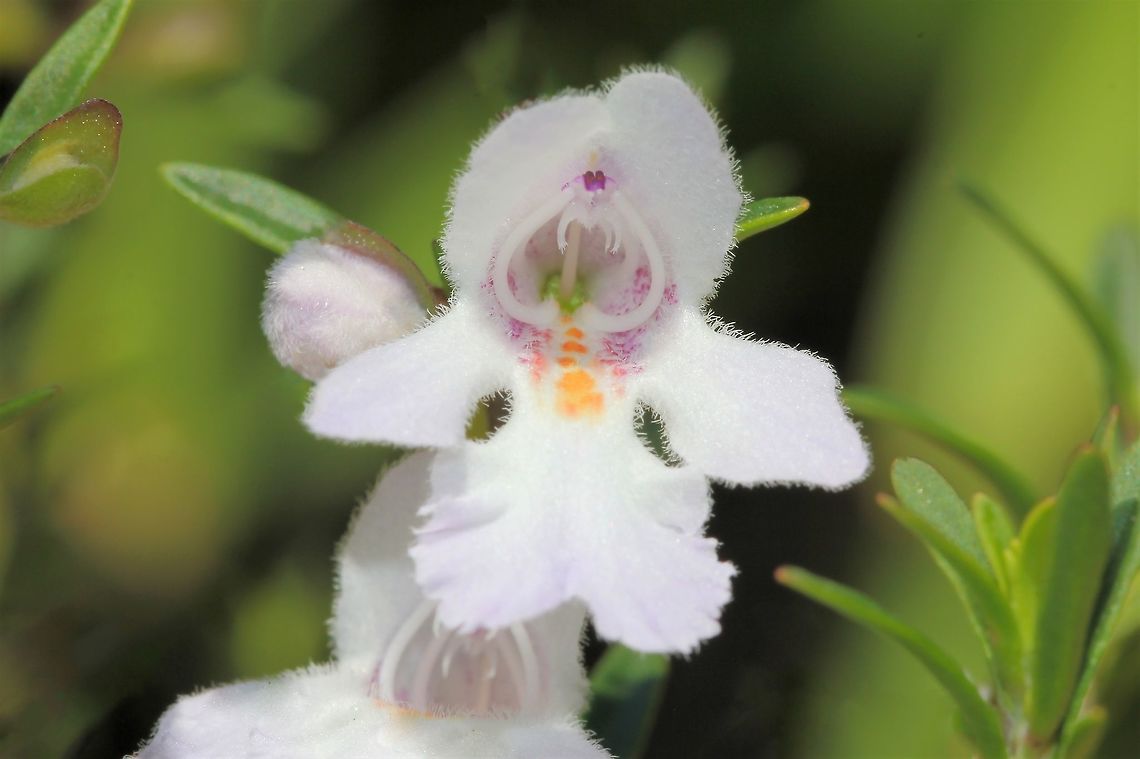 Prostanthera Prostanthera is a genus of about 90 species which occur only here in Australia. Commonly known as 'mint bush' because of the aromatic foliage of many species. <br />
<br />
The flowers, which appear in profuse sprays, are about 20 mm long and white or pale lilac, with purple and orange blotches in the throat. They appear in late spring and summer. The toothed leaves are 4 to 12 cm and about 15 mm wide. Australia,Flora,Geotagged,Lamiaceae,Lamiales,Macro,Mint Bush,Prostanthera,Spring,botany,flower,new south wales,plant