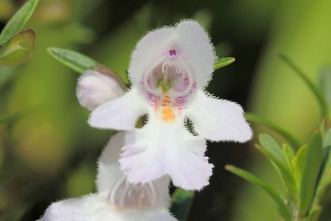 Prostanthera Prostanthera is a genus of about 90 species which occur only here in Australia. Commonly known as 'mint bush' because of the aromatic foliage of many species. 

The flowers, which appear in profuse sprays, are about 20 mm long and white or pale lilac, with purple and orange blotches in the throat. They appear in late spring and summer. The toothed leaves are 4 to 12 cm and about 15 mm wide. Australia,Flora,Geotagged,Lamiaceae,Lamiales,Macro,Mint Bush,Prostanthera,Spring,botany,flower,new south wales,plant
