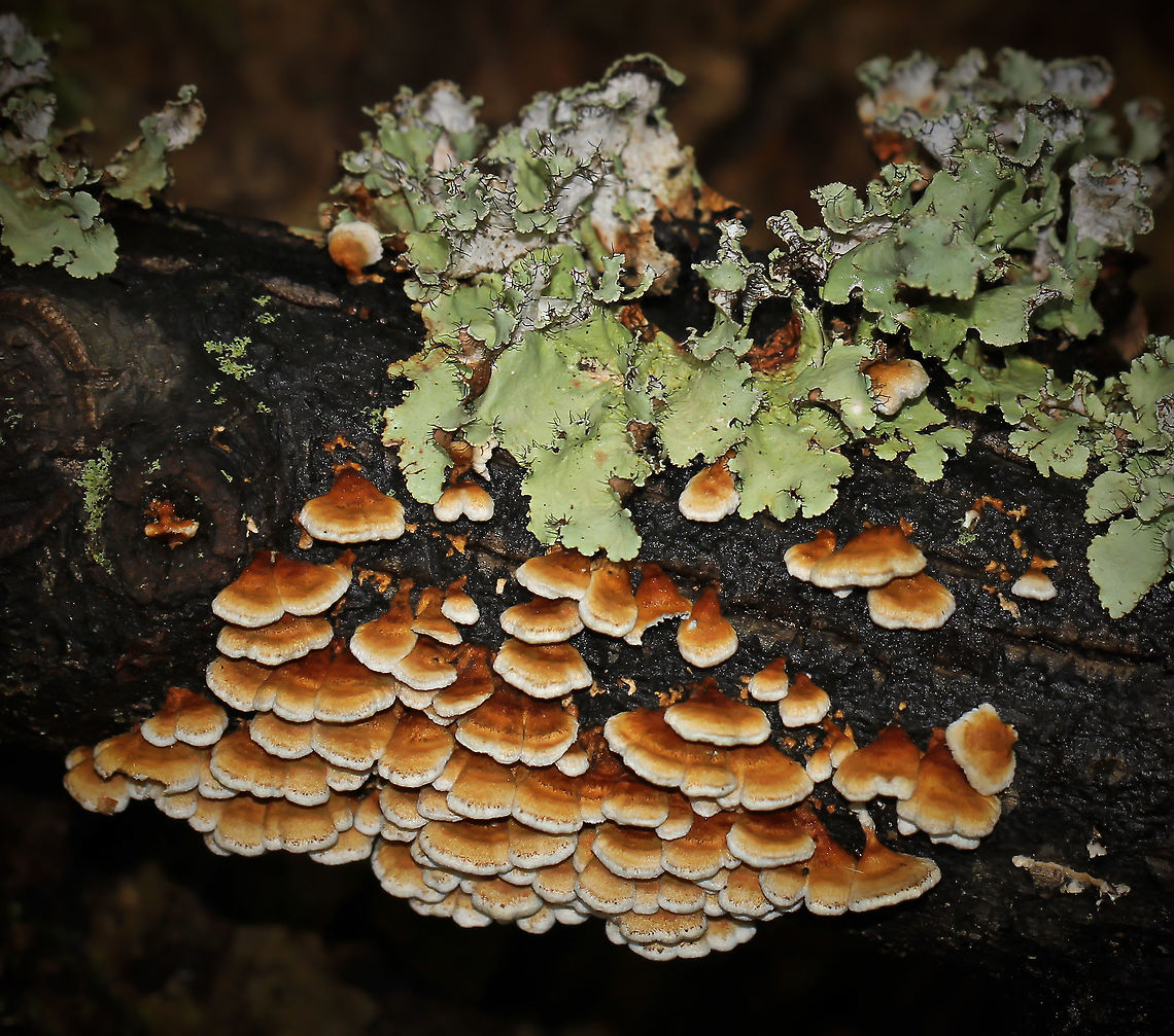 (As yet) unidentified fungi and lichen Seen on fallen wood in Cedar Creek Park, close to the Youghiogheny River. Fall,Fungi,Geotagged,Lichen,United States,pennsylvania