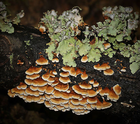 (As yet) unidentified fungi and lichen Seen on fallen wood in Cedar Creek Park, close to the Youghiogheny River. Fall,Fungi,Geotagged,Lichen,United States,pennsylvania