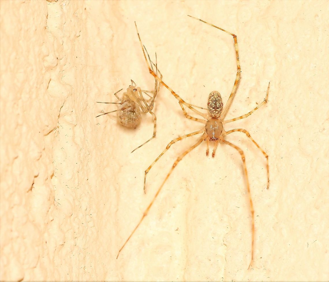 White Porch spider mating pair Female and male Cryptachaea gigantipes pair - male with his legs stretched out. <br />
<br />
Both 6 mm body length Araneae,Australia,Cobweb Spider,Comb-Footed Spider,Cryptachaea gigantipes,Geotagged,Macro,Spring,Tangle-web spider,Theridiidae,White Porch Spider,White Porch spider,arachnid,arthropod,fauna,invertebrate,new south wales