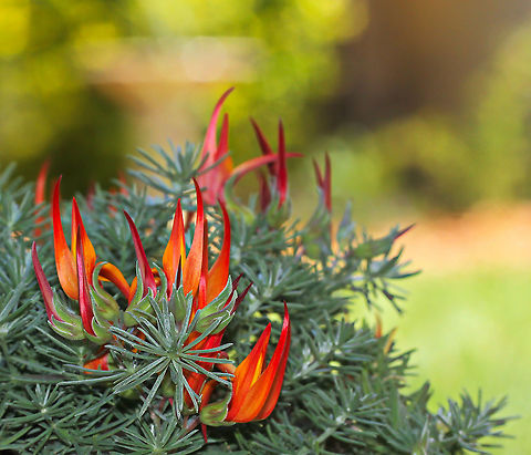 Lotus berthelotii A perennial plant endemic to the Canary Islands, in flower once again, delighting me with its dynamic show!

This plant has a creeping or trailing habit. The leaves are divided into 3-5 slender leaflets, each leaflet 1&ndash;2 cm long and 1 mm wide, densely covered with fine silvery hairs.

The flowers are orange-red to red, slender and 3 to 4 cm in length. 

https://www.jungledragon.com/image/74134/lotus_berthelotii.html Australia,Coral Gem,Fabaceae,Fabales,Flora,Geotagged,Lotus Vine flower,Lotus berthelotii,Macro,Ornamental plant,Parrot's Beak,Perennial,Spring,botany,orange flowers,plant