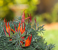 Lotus berthelotii A perennial plant endemic to the Canary Islands, in flower once again, delighting me with its dynamic show!<br />
<br />
This plant has a creeping or trailing habit. The leaves are divided into 3-5 slender leaflets, each leaflet 1–2 cm long and 1 mm wide, densely covered with fine silvery hairs.<br />
<br />
The flowers are orange-red to red, slender and 3 to 4 cm in length. <br />
<br />
https://www.jungledragon.com/image/74134/lotus_berthelotii.html Australia,Coral Gem,Fabaceae,Fabales,Flora,Geotagged,Lotus Vine flower,Lotus berthelotii,Macro,Ornamental plant,Parrot's Beak,Perennial,Spring,botany,orange flowers,plant