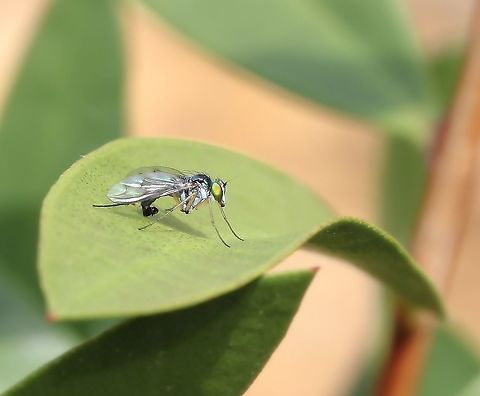 Austrosciapus connexus Emerald green, long-legged fly in family Dolichopodidae, resting in the sunshine. 

5 mm body length Australia,Austrosciapus connexus,Diptera,Dolichopodid Fly,Dolichopodidae,Geotagged,Green long-legged fly,Long-legged fly,Macro,Spring,arthropod,fauna,insect,invertebrate,new south wales