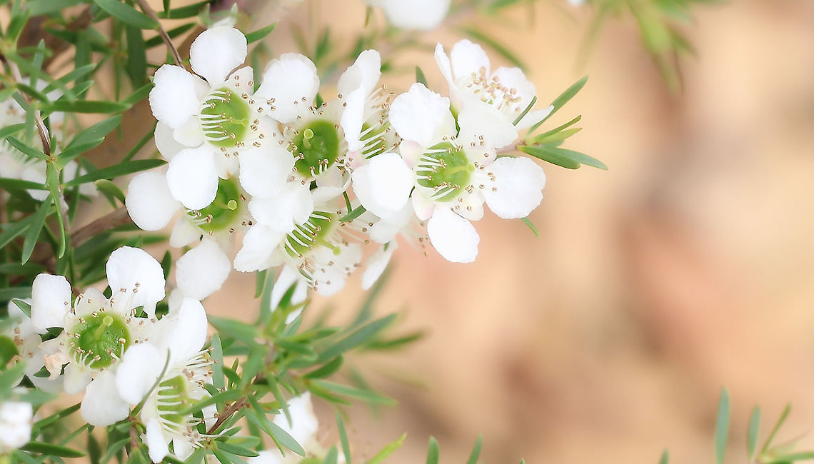 Soft whispers of spring Australian east coast native Leptospermum polygalifolium with its spring time flush of beautiful little flowers, truly a very pretty sight and loved by the bees. <br />
<br />
Each flower just 10 to 15 mm in diameter. <br />
<br />
<figure class="photo"><a href="https://www.jungledragon.com/image/108271/leptospermum_polygalifolium_seed_pods.html" title="Leptospermum polygalifolium seed pods"><img src="https://s3.amazonaws.com/media.jungledragon.com/images/3314/108271_thumb.jpg?AWSAccessKeyId=05GMT0V3GWVNE7GGM1R2&Expires=1759968010&Signature=Dbc4fjOyjYaj5ol6U9yCk7WvJX0%3D" width="134" height="152" alt="Leptospermum polygalifolium seed pods Quite common on the floor of woodland, forest, heath, and along streams from the south coast of New South Wales up to Cape York in far north Queensland and extending beyond the inland ranges, for a distance of up to 500 km.           <br />
<br />
A shrub growing 2 - 3 m tall. It has very smooth bark and persistent fruits that may remain on the bush until a fire event. Leaves are about 5 - 7 mm long and 1 - 2 mm wide and have a faint eucalyptus aroma.<br />
<br />
Seed pods 10 mm diameter. <br />
<br />
https://www.jungledragon.com/image/86263/soft_whispers_of_spring.html<br />
<br />
 Australia,Flora,Geotagged,Leptospermum polygalifolium,Myrtaceae,Myrtales,Seed pods,Summer,Tantoon,botany,jellybush,macro,new south wales" /></a></figure> Australia,Flora,Geotagged,Leptospermum polygalifolium,Macro,Myrtaceae,Myrtales,Spring,Tantoon,botany,jellybush,new south wales,plant,white flowers