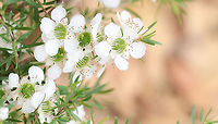Soft whispers of spring Australian east coast native Leptospermum polygalifolium with its spring time flush of beautiful little flowers, truly a very pretty sight and loved by the bees. <br />
<br />
Each flower just 10 to 15 mm in diameter. <br />
<br />
https://www.jungledragon.com/image/108271/leptospermum_polygalifolium_seed_pods.html Australia,Flora,Geotagged,Leptospermum polygalifolium,Macro,Myrtaceae,Myrtales,Spring,Tantoon,botany,jellybush,new south wales,plant,white flowers
