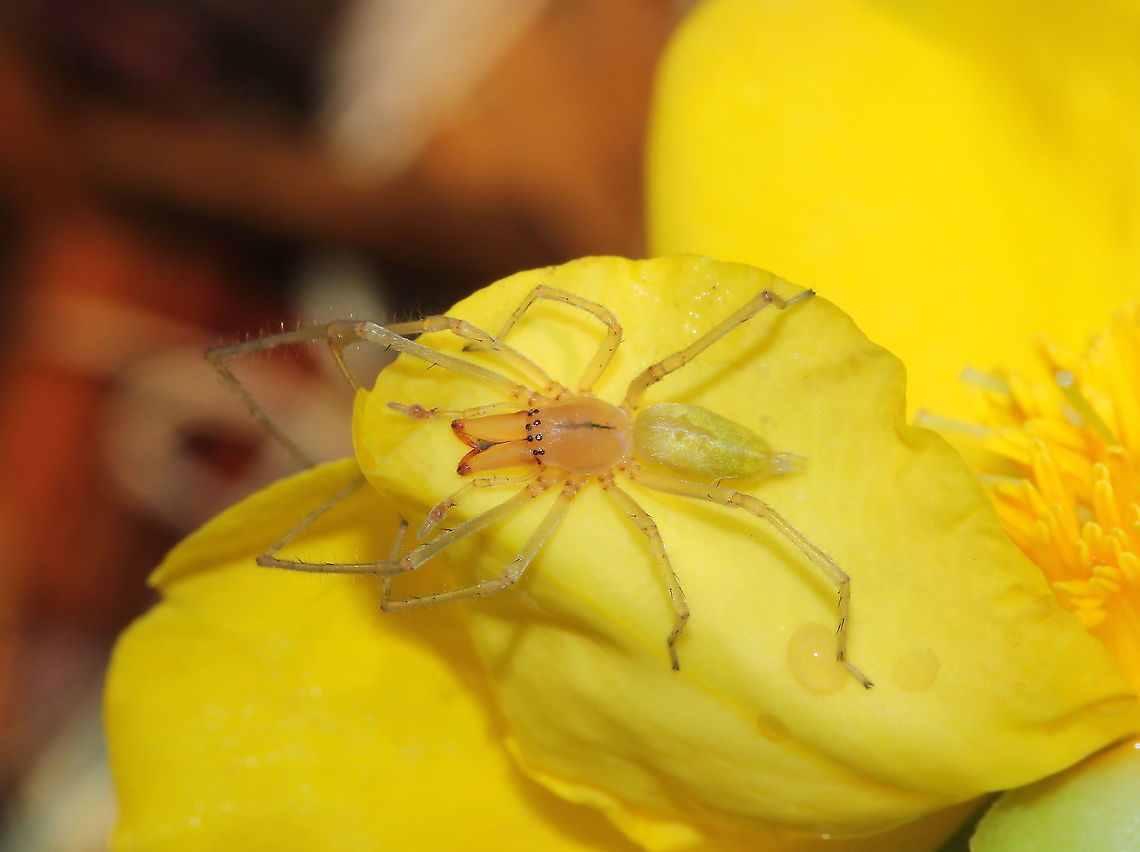 Long-legged sac spider on snake vine flower This unique and delightful looking little spider was seen blending nicely with the bright yellow flowers of Hibbertia scandens, a native Australian climber/trailing plant.<br />
<br />
On appearance, especially eye pattern, this is a spider in family Tetragnathidae - orb weavers with elongated bodies, legs, and chelicerae. After research, I am unsure of a species ID and wonder if a male going by the slightly swollen areas on the pedipalps?<br />
<br />
10 mm body length<br />
<br />
Edit: now identified as genus Cheiracanthium, male. The name is a reference to the backwardly directed process on the cymbium of the male palp as seen in my shot.  Araneae,Australia,Cheiracanthiidae,Cheiracanthium,Dilleniaceae,Dilleniales,Flora,Geotagged,Hibbertia scandens,Spring,botany,fauna,long-legged sac spider,macro,new south wales,plant,yellow flower,yellow sac spider