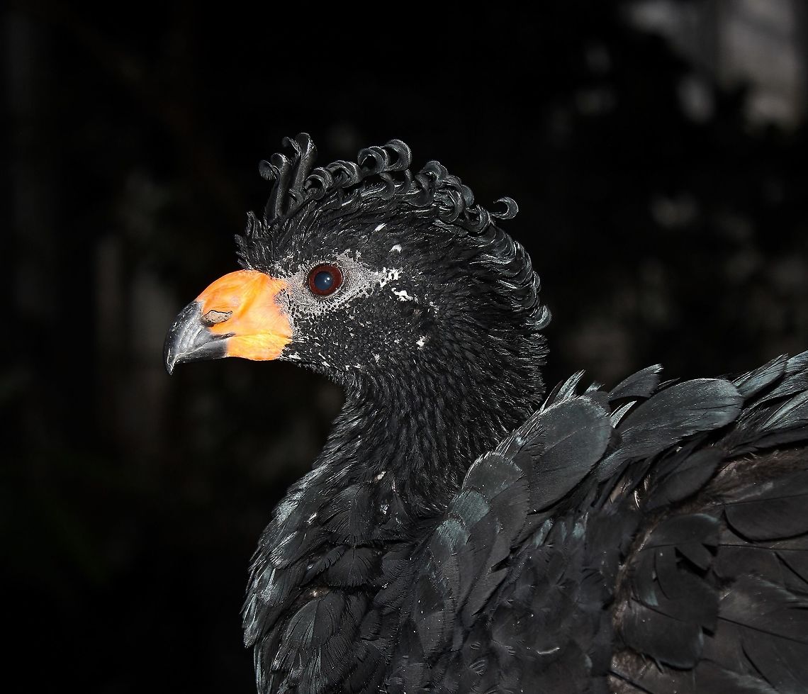 Wattled Curassow A captive specimen in The National Aviary, Pittsburgh, USA.<br />
<br />
Native habitat is the rainforests in the western Amazon basin in South America. Sadly, populations are threatened in the wild. <br />
<br />
Female, 85 cm in length Crax globulosa,Galliformes,Geotagged,The National Aviary Pittsburgh,United States,Wattled Curassow,Wattled curassow,bird,cracidae,fauna,vertebrate